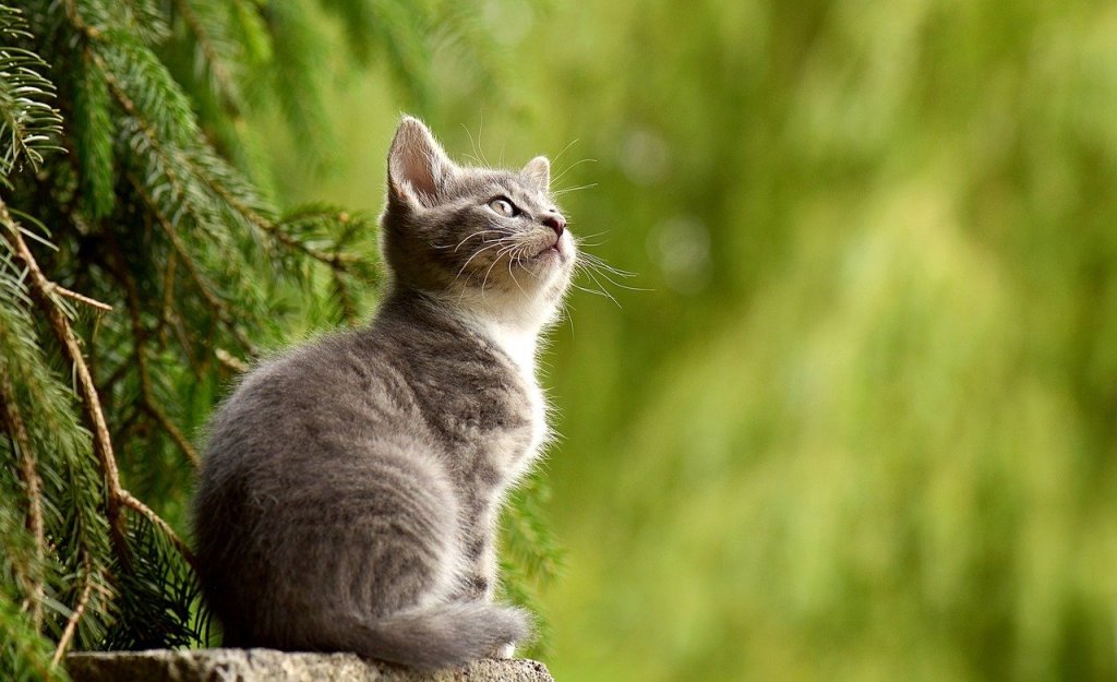 katze-natur